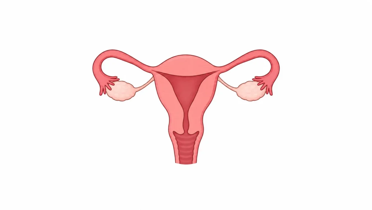 Simplified conceptual illustration of a uterus, fallopian tubes and ovaries on a white background.